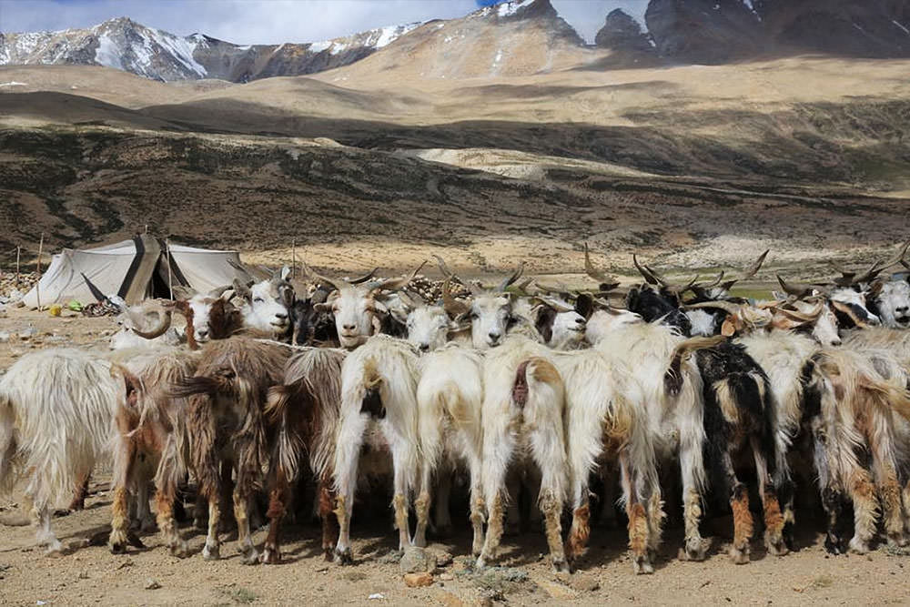 パシュミナ種の山羊や羊、そしてヤクなどを放牧しながらの生活